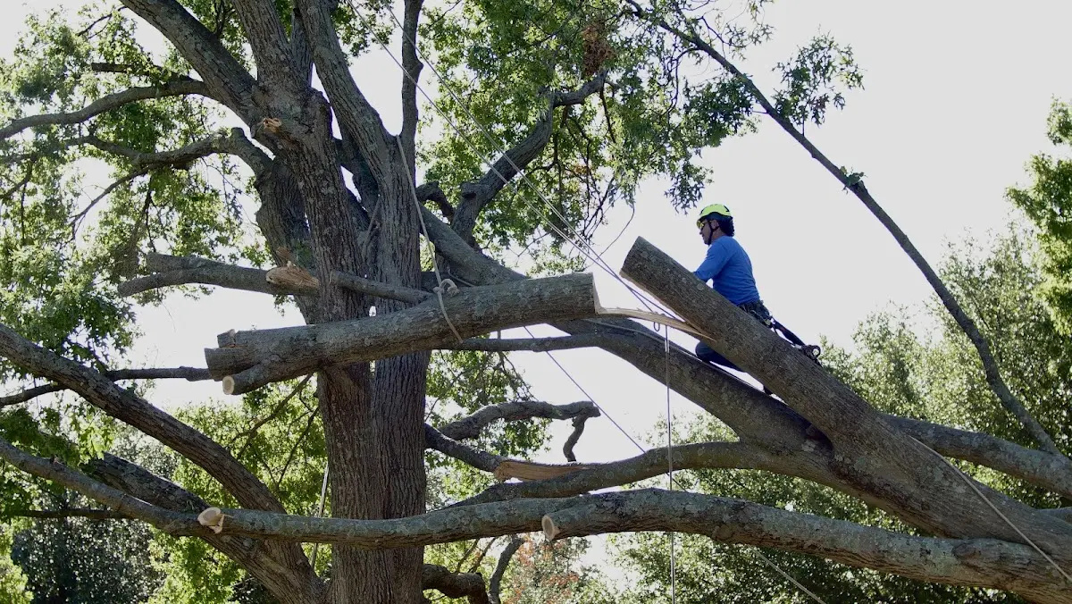 Professional Crown Thinning performed by certified arborists in Manakin Sabot