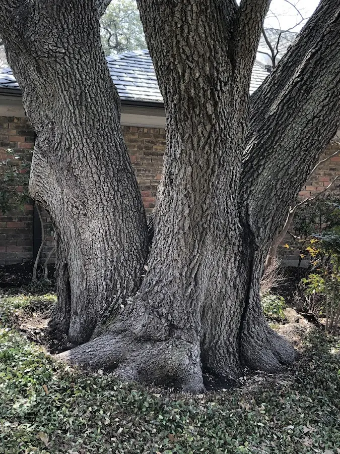 Mature heritage tree close to a Manakin Sabot property cared for by certified arborists